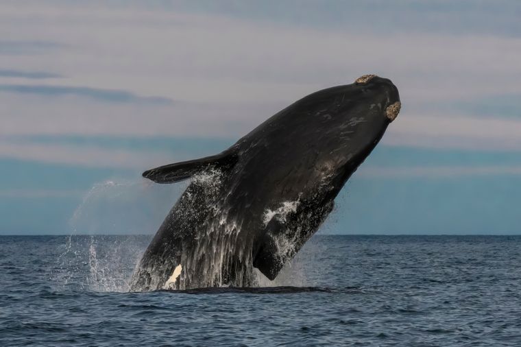 La ballena franca, en la zona de la Península Valdés. La ballena franca, en la zona de la Península Valdés.