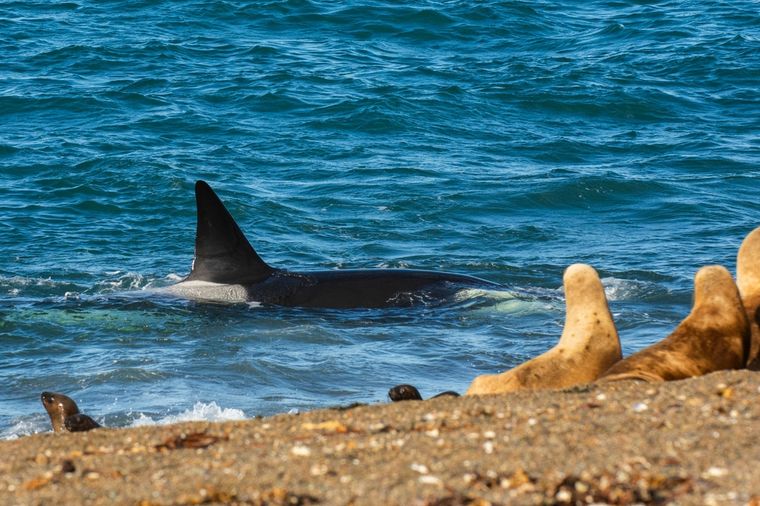 Una orca merodea a los lobos marinos, en el Golfo de San Matías. Una orca merodea a los lobos marinos, en el Golfo de San Matías.