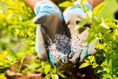 La urea, un insumo fundamental en la agroindustria, atraviesa mayormente el estrecho de Ormuz en su camino importador